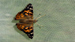 Click to enlarge