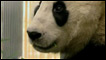 Urso panda