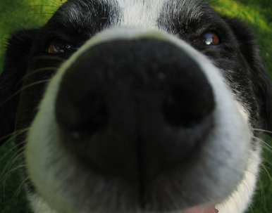 Nosy