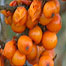 Activities (Image: Winter berries)