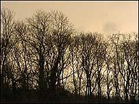 Duke's Wood