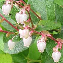 Gaultheria