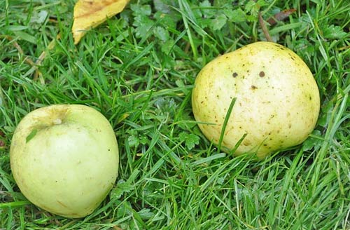 apple tree no. 5