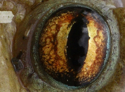 Eye 6