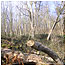 Fallen tree