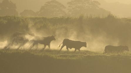 Herd of cows