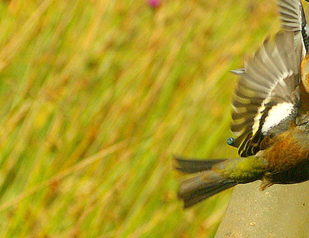 feeding sideways