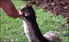 Squirrel