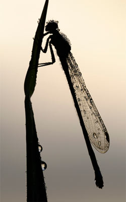 damsel_fly.jpg