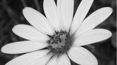 Black and White...