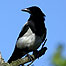 Farmland (Image: Magpie)
