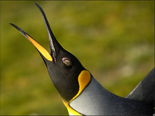 226falklands.jpg
