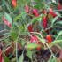 Chillis, green peppers and aubergines are all going strong with new fruit still appearing.
