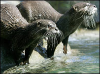Otters