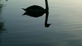 Swan Lake