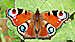 Click to enlarge