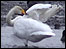Pink footed geese at Martin Mere