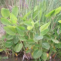 Thalia dealbata
