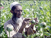 کوکنار