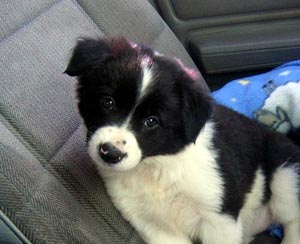Freyja<br