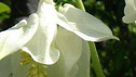Aquilegia vulgaris