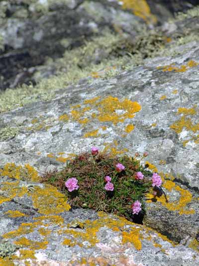 North Uist Shore