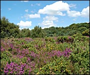 Summer colour at Woodbury