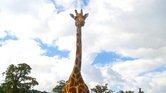 Giraffe 3.