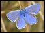 Common Blue butterfly on the South Downs near Eastbourne