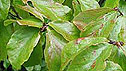 Persian ironwood