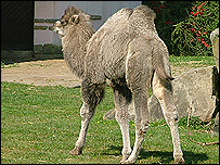 The calf