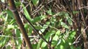 Phyllostachys nigra
