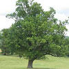 Quercus robur