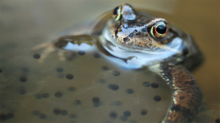 frog_brackenb.jpg