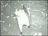 Otter