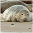 Seal watching (Image: Pup seal c/o Bean's Boats)