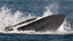 Fin whale by Richard Crossen