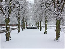 10snowytrees.jpg