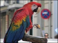 Arara em Patras