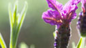 Lavandula 'Regal Splendour'