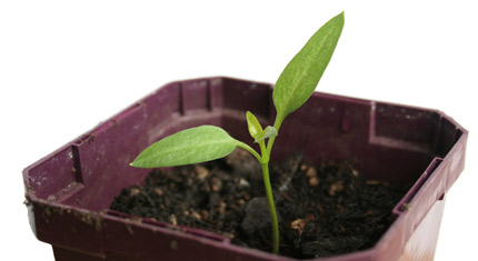 BBC Radio Foyle - seedlings gallery