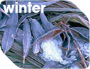 Winter screensaver