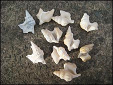 10pelicanfootshells.jpg