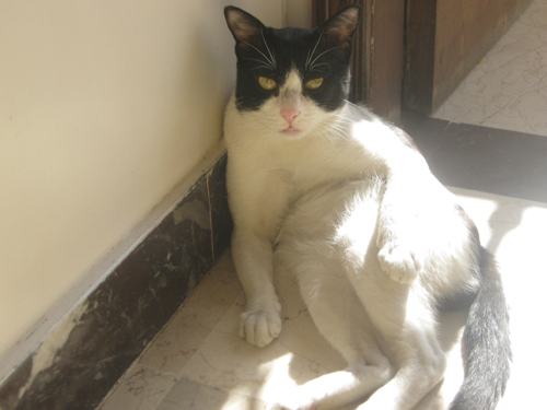 Cat