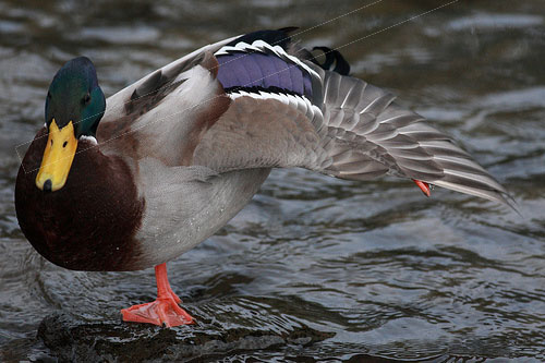 mallard