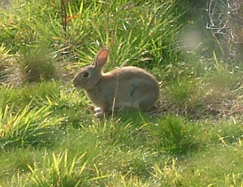 garden assistant 