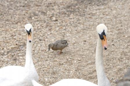 swans.JPG