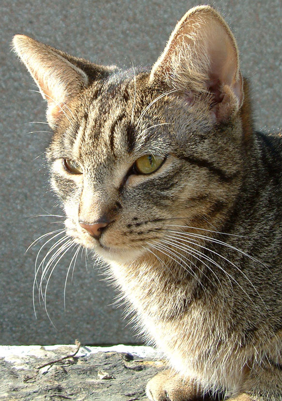 Claude