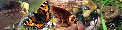 Nature montage