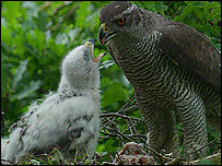 Goshawk, New Forest